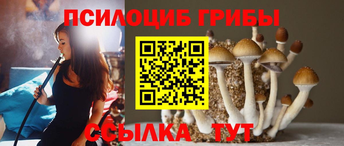 Псилоцибиновые грибы Psilocybine cubensis Долгопрудный